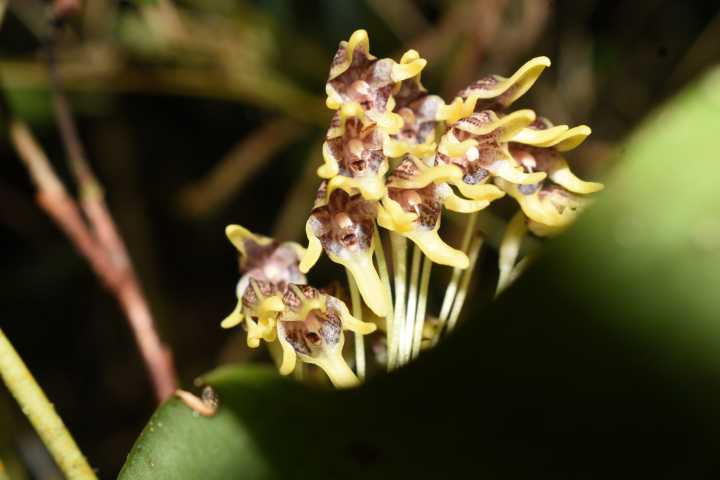 Pleurothallis maitamae, una nueva orquídea en el Páramo de Sonsón: Cornare