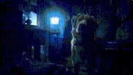 'Good Boy' Review: Horror Movie Told from the Dog's Point of View