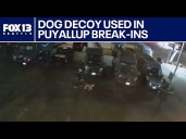Burglary crew uses decoy dog in Pierce County break