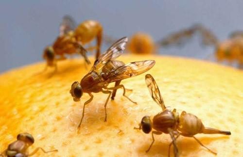 Arrancan los tratamientos preventivos contra la mosca de la fruta en las zonas de cultivo de cítricos