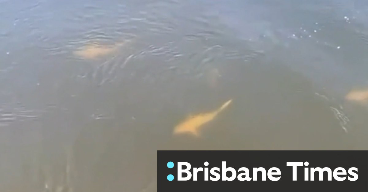 Warning as sharks spotted near site of fatal attack