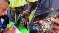 Con celular quemado, Protección Civil logra ponerse en contacto con padres de Ana Daniela