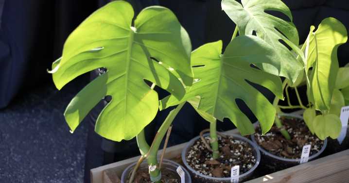 Plantapalooza brings plant lovers together for a day of shopping and community
