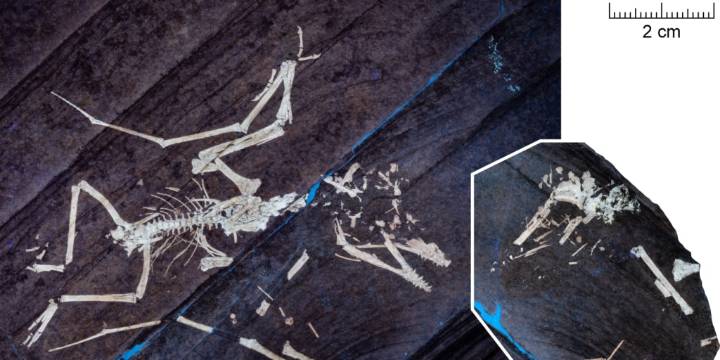 Descubren cómo se produjo la violenta muerte de dos pterosaurios bebés hace 150 millones de años