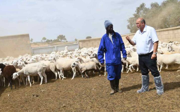 El caso del joven senegalés que llegó a España hace 4 años y ahora cuida de 600 ovejas en un pueblo de Cuenca