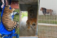 Pachuca: propietaria responde sobre tigres y leones incautados en cateo ¿Qué fue lo que dijo?