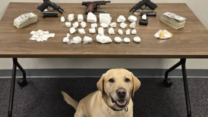 K9 Quinn sniffs out Burien drug trafficking operation