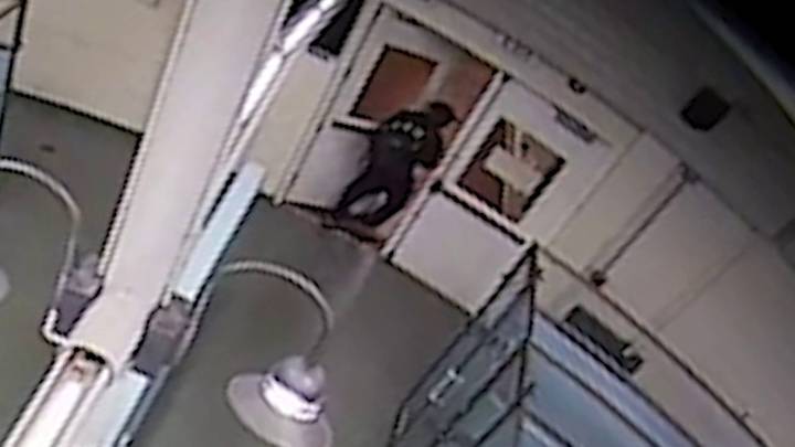 Man accused of stealing 10-week-old puppy from Humane Society of Broward County – NBC 6 South Florida