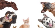 Find loveable pals to join the family at Iredell County Animal Services