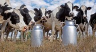 ‘Borra’ federación al 42% de lecheros