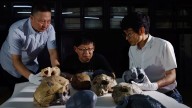 Ancient skull discovery suggests modern humans are hundreds of years older than we thought