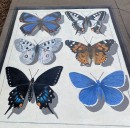Butterflies and ‘the ground is lava’: New public art in Broomfield brings whimsy to city sidewalks