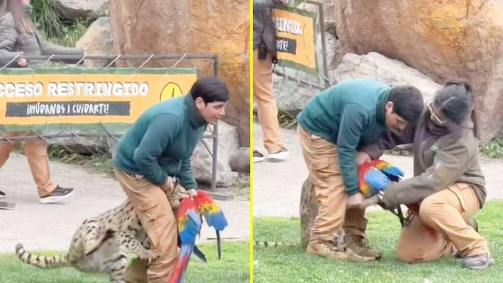 “Completamente fuera de lo normal”:  Buinzoo habla tras el ataque de felino a guacamayo durante show
