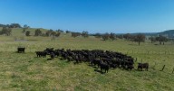 Brucelyn & Mt Emby on New England to be auctioned November 7