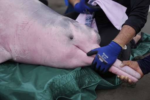 Delfín rosado del Amazonas enfrenta cada vez una mayor amenaza por el mercurio