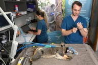 Australia approves world-first vaccine to save koalas from chlamydia