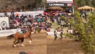 VIDEO: carabinero sufre grave caída de su caballo durante presentación en Parque Padre Hurtado
