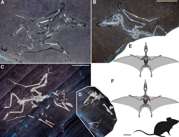 Ya se sabe cómo murieron dos crías de pterosaurio con las alas rotas