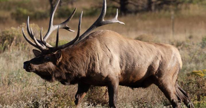 Elk bugling in Rocky Mountain National Park as ‘rut’ enters prime