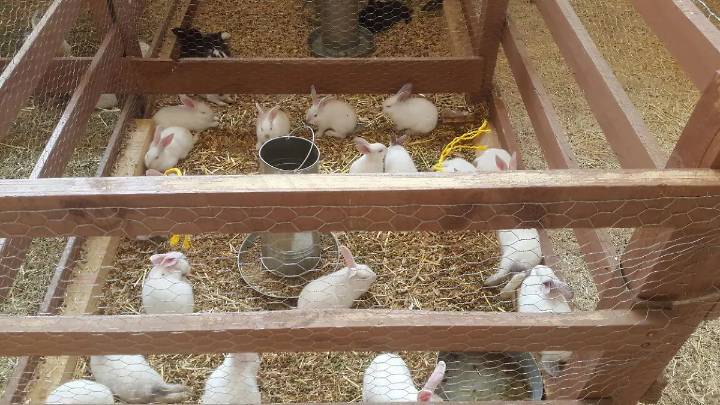 Una granja en casa tiene múltiples beneficios; te contamos cómo iniciarla