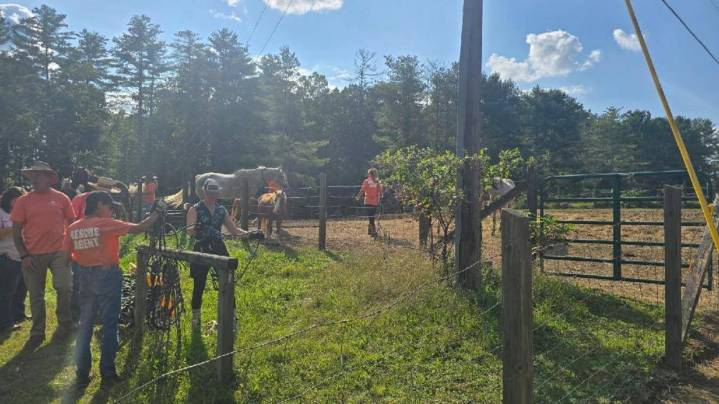 Twenty-five horses, 2 ponies rescued in Fentress County after tip
