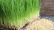 Cultivá tu propia avena en casa con esta técnica infalible de los expertos jardineros