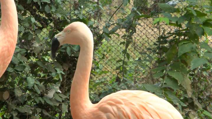 Old cell phones are saving flamingo homes