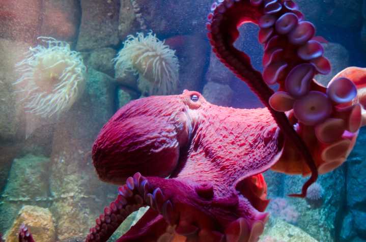 Dying octopus tends to thousands of eggs