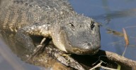 How Louisiana's Alligators Behave Differently in Autumn