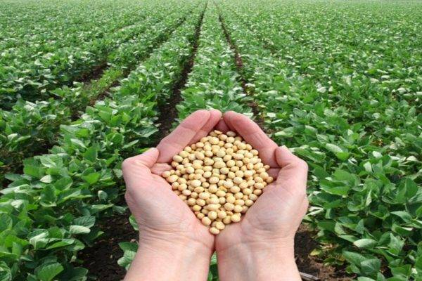 Fedeagro informa que la producción nacional satisface únicamente el 20% de la demanda de grasas y aceites