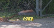 Logan: Man, 35, shot in 'targeted' shooting in south