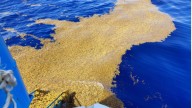 Con 200 marinos en Quintana Roo, suma Semar 14 mil toneladas de sargazo