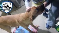 Atropelló a un perrito en avenida Blas Parera, lo abandonó herido y una vecina lo socorrió