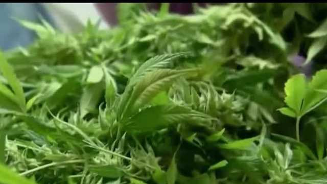 Proposed city ordinance sets zoning for medical marijuana