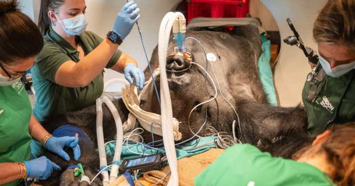 Zoo shows how silverback gorilla gets a full health check