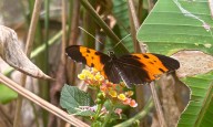 FOTOS: El rincón secreto en Barceloneta donde vuelan mariposas de todos colores