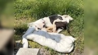 Sweet Pup Left To Starve At A Missouri Bus Stop Is Saved By A Stranger’s Quick Action