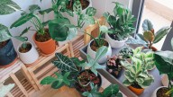 Ni falta de riego ni de luz: el motivo por el que las plantas de tu casa tienen las puntas marrones y secas