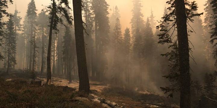 California's Garnet Fire threatens thousands-year-old sequoia trees in Sierra National Forest