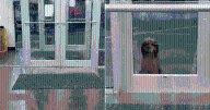 Stray Dog Waiting Outside Gym Has "No Idea" His Life is About to Change