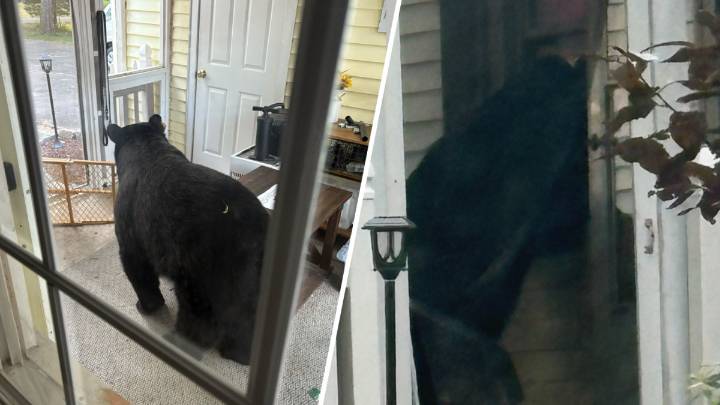 Bear breaks into Simsbury home, eats food while teen sleeps