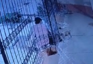 Se robó un cachorrito y lo vendió, mirá cómo terminó la historia