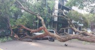 Cae enorme árbol sobre vehículos en la colonia Del Valle