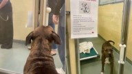 Florida Shelter Pup Felt Invisible Until A Note Made Her Voice Impossible To Ignore