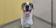 Meet Rocky, a belly-loving goofball looking for a paw