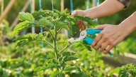 The Best Time To Prune Your Tomato Plants For More Fruit, And How To Do It