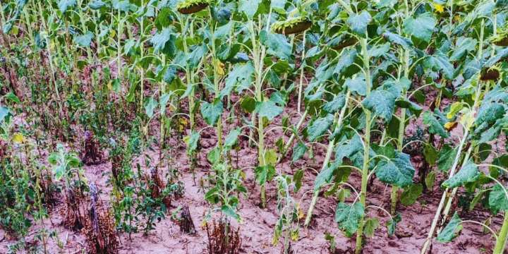 El jopo, la plaga que amenaza al girasol: cómo prevenir su ingreso a la Argentina