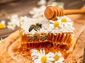 Expo Miel, Abejas y otros Polinizadores: dónde y cuándo