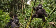 El Día Mundial del Gorila recuerda la urgencia de proteger a una especie clave en el equilibrio natural