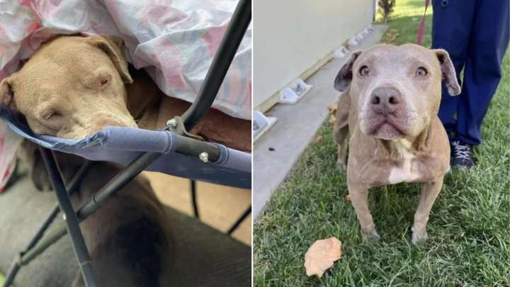 California People Discovered A Tired Pup Who Needs Help Only To Realize That There Were More Surprises